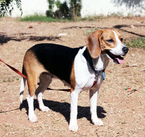 beagle dog pet