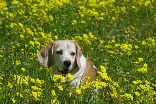 beagle dog elderly