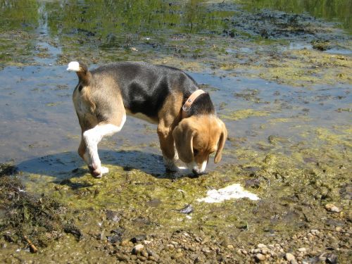 beagle dog water