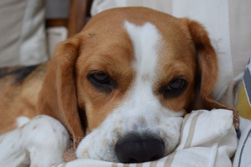 beagle dog animal