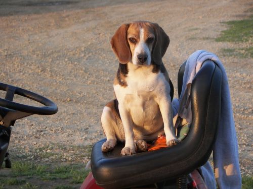 beagle sitting funny