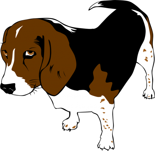 beagle dog animals