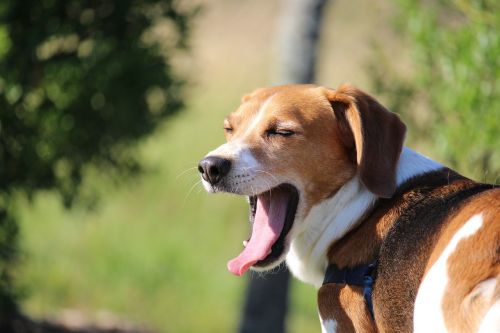 beagle yawn lazy