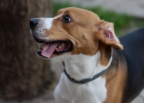 beagle  dog  cheerful