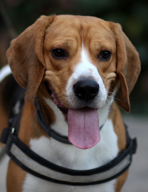beagle  dog  cheerful