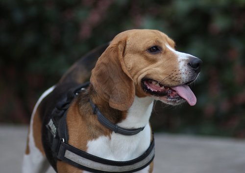 beagle  dog  cheerful