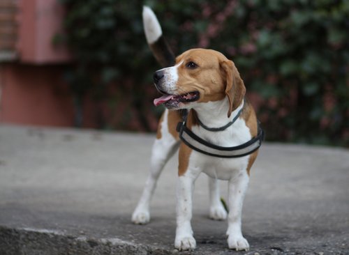 beagle  dog  brown