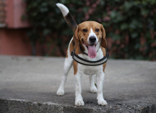 beagle  dog  brown
