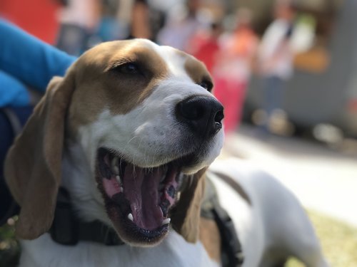 beagle  dog  puppy