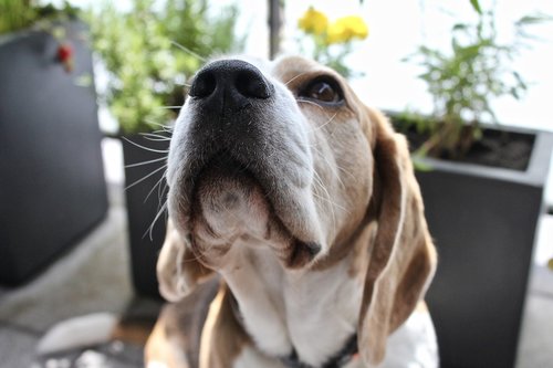 beagle  dog  cute