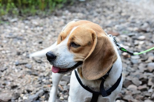 beagle  dog  hunting dog