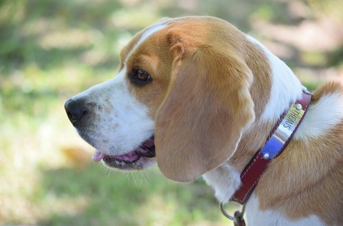 beagle  dog  head
