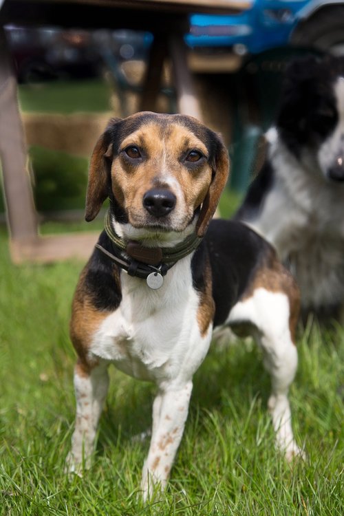 beagle  dog  animal