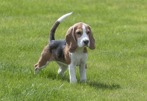 beagle  dog  puppy