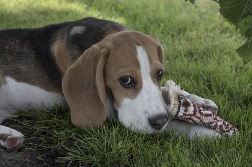 beagle  dog  puppy