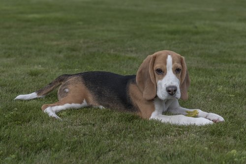 beagle  dog  puppy