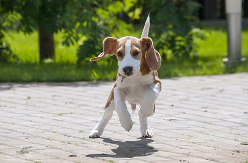 beagle  dog  puppy