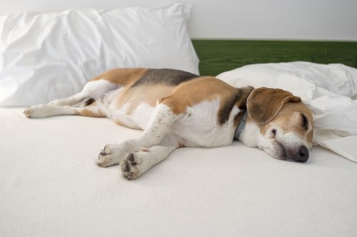 beagle  dog  animal