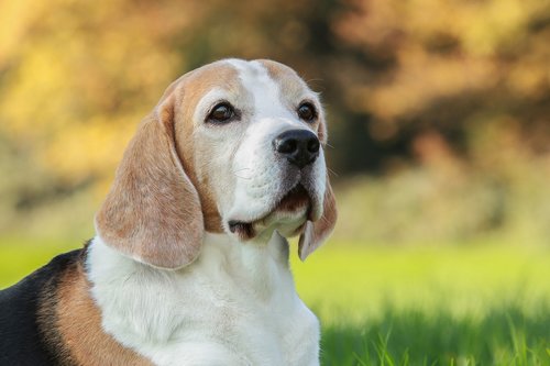 beagle  hunting dog  pack dog