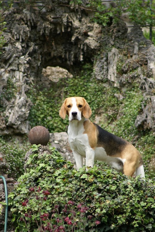 beagle  hunting dog  purebred dog