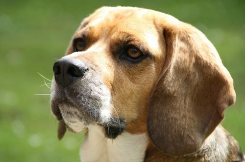 beagle dog pet