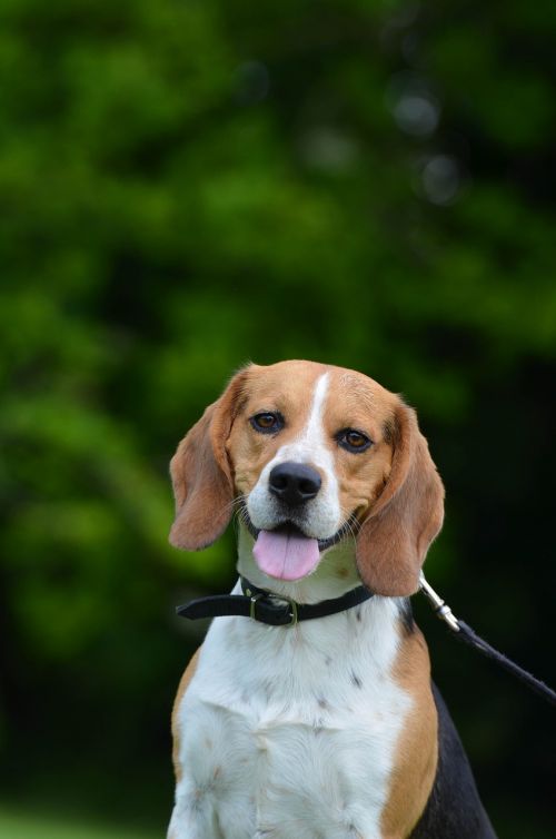 beagle pack dog portrait