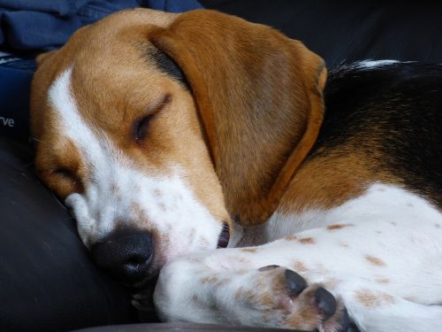 beagle dog sleeping