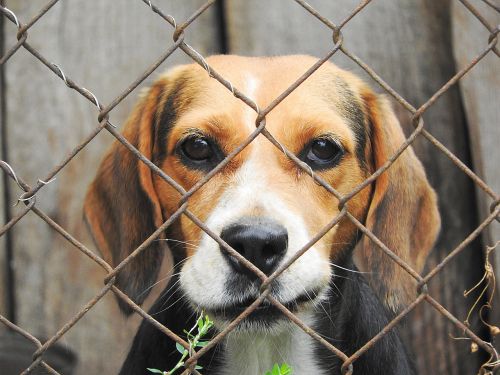 beagle dog imprisoned