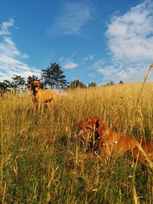 beagle hiking dogs