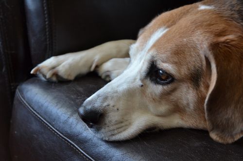 beagle dog sad dog