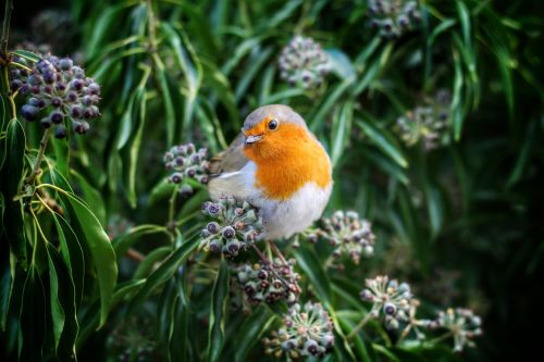 beak bird european robin