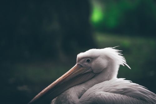 beak bird animal