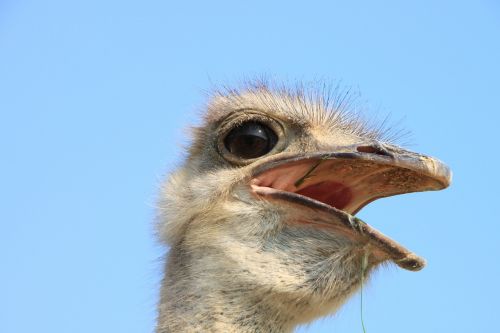 beak close-up eyes