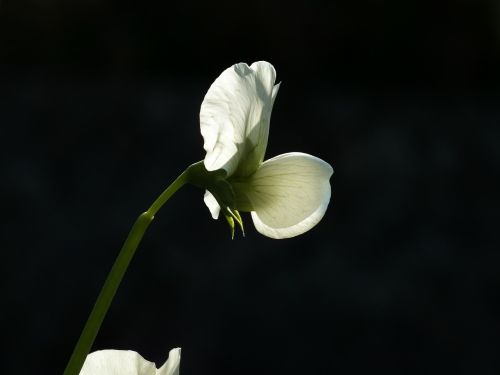 bean flower light