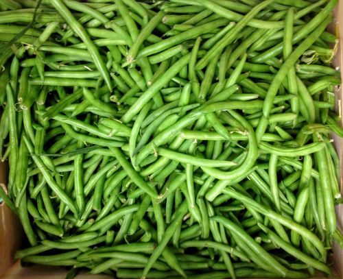 bean green bean food