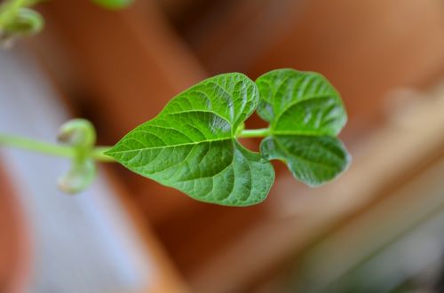 bean leaf plant