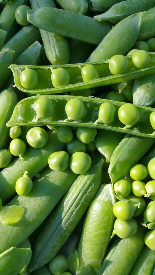 bean food legume