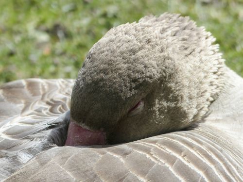 bean goose sleeping feathered