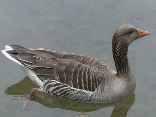 bean goose feathered animal