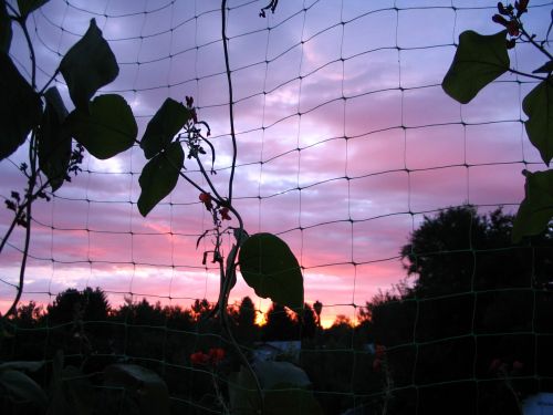 Bean Plants At Sunset