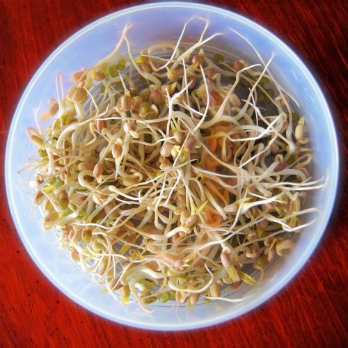 bean sprouts sprout food