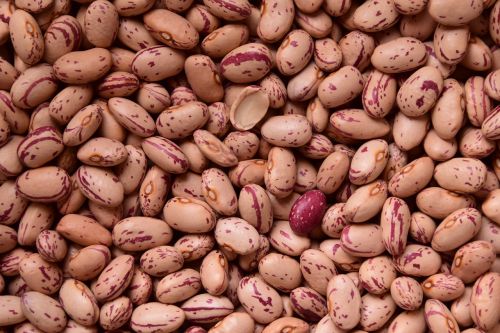 beans quail beans legumes
