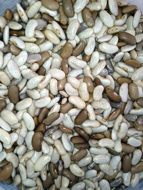 beans cores harvest