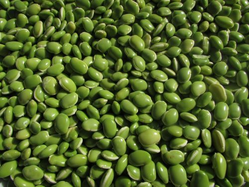 beans leguminous plants pulse