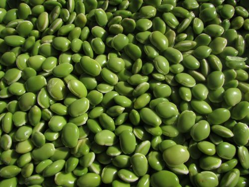 beans leguminous plants pulse