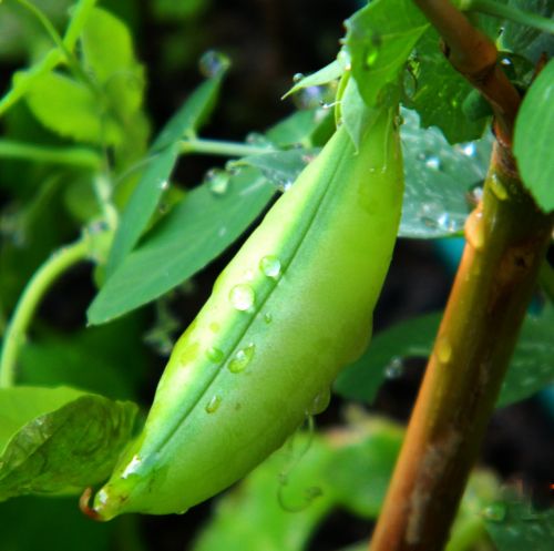 beans green plant