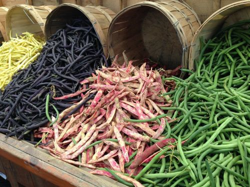 beans leguminous plants legumes