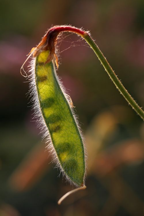 beans against light nature