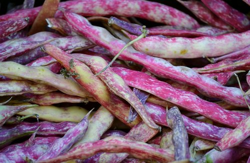 beans  purple  vegetable