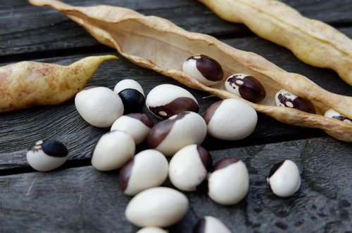 beans  black  white